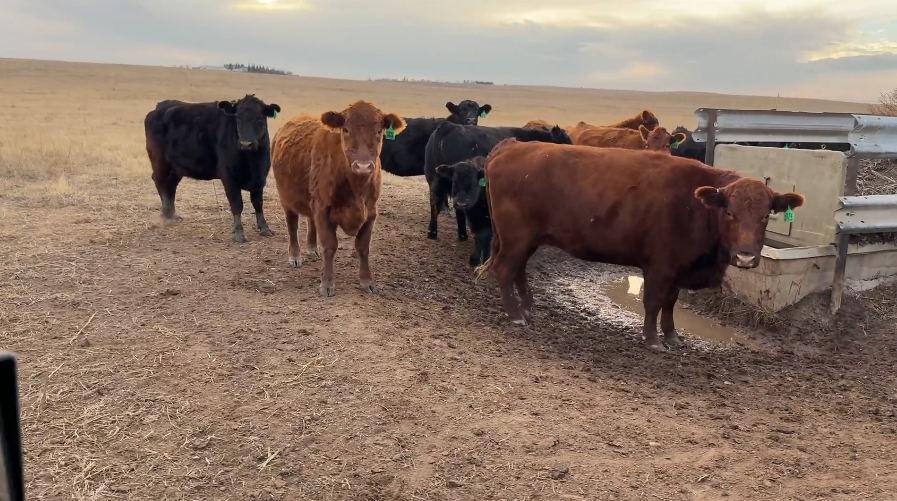 BIG JAG – (3-5) yr olds – March to May calving!-BC1120E5